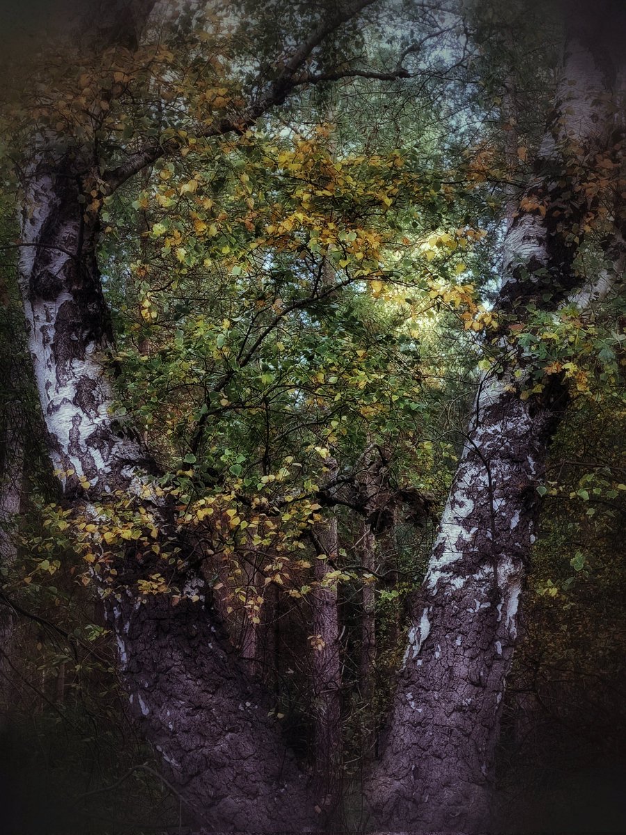 iceniphoto's tweet image. Autumn in the woods 🍂