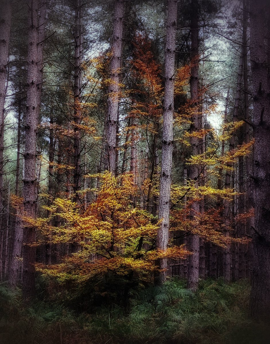 iceniphoto's tweet image. Autumn in the woods 🍂