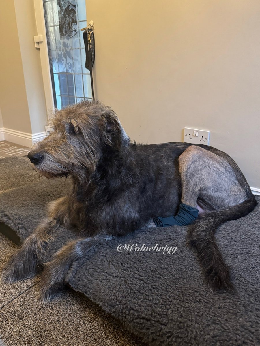 Wolvebrigg Irish Wolfhounds (@wolvebrigg) on Twitter photo Yay, stitches out and cone off!!🐺💙
<a href="/fitzpatrickref/">Fitzpatrick Referrals</a> 
#IrishWolfhound #dogs #DogsofX Yay, stitches out and cone off!!🐺💙
<a href="/fitzpatrickref/">Fitzpatrick Referrals</a> 
#IrishWolfhound #dogs #DogsofX
