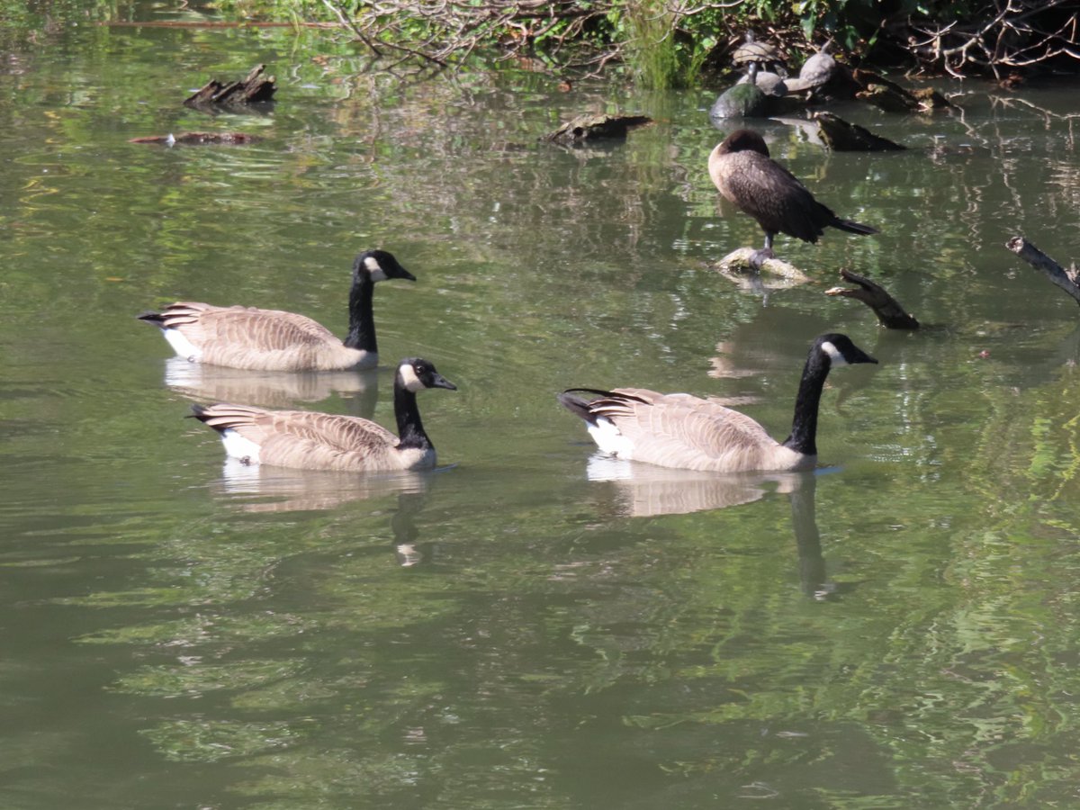 wapple15's tweet photo. Canada #GooseReport #FeatherFriday from San Francisco. https://t.co/lvCeWwMw5Z