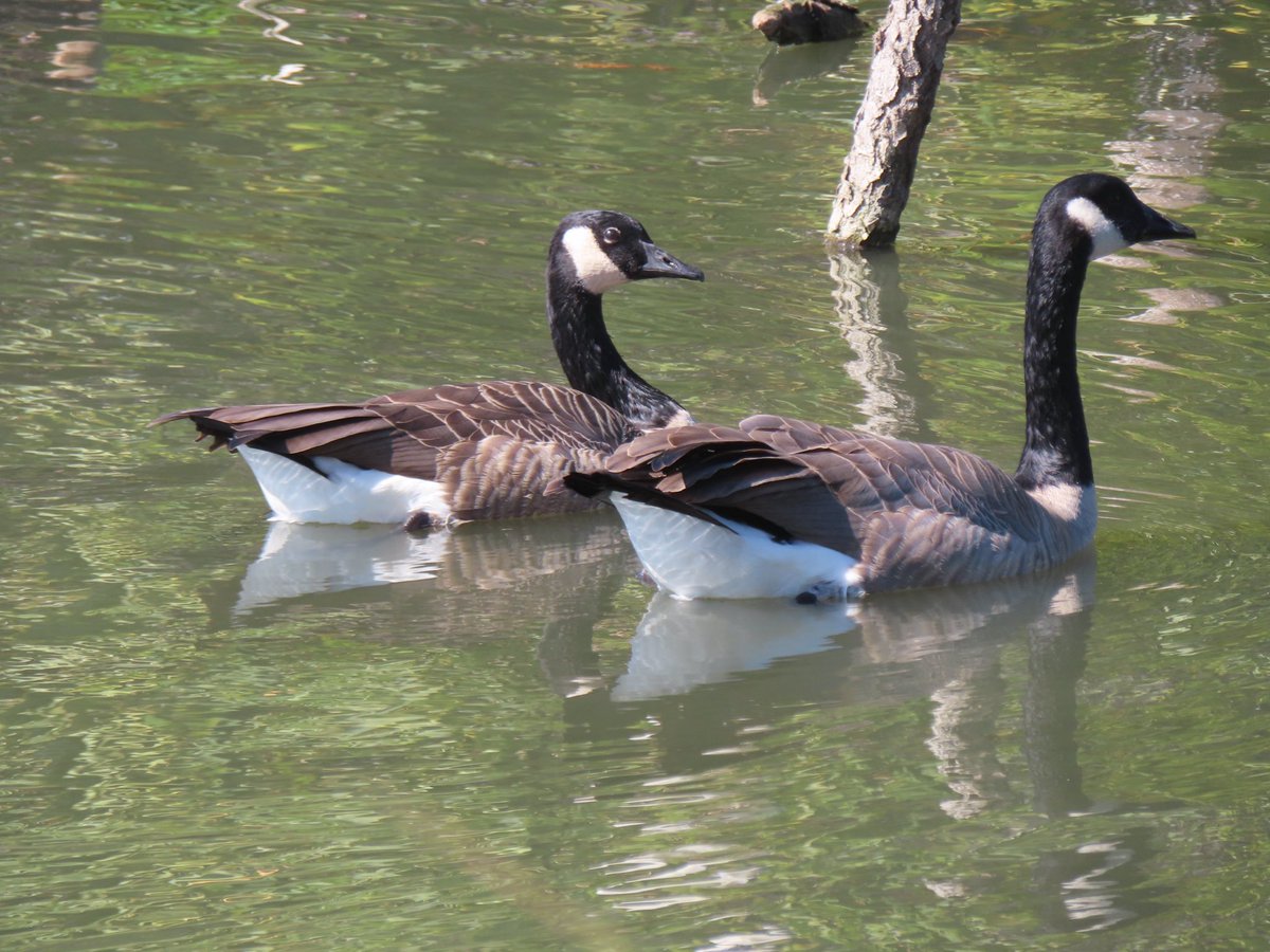 wapple15's tweet photo. Canada #GooseReport #FeatherFriday from San Francisco. https://t.co/lvCeWwMw5Z