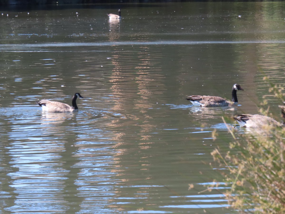 wapple15's tweet photo. Canada #GooseReport #FeatherFriday from San Francisco. https://t.co/lvCeWwMw5Z