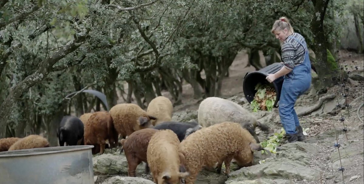 HikariGroupe's tweet image. Ce samedi 18 octobre, dans le #13h15 de #france2 , découvrez &quot;Les Vies d&apos;Astrid&quot;. Astrid est éleveuse. Il y a 4 ans nous
l’avions découverte en Ardèche au milieu de 250 cochons d&apos;exception. Que  s’est-il passé depuis ?
Un reportage signé Nicolas Ducrot, Steven Paillet