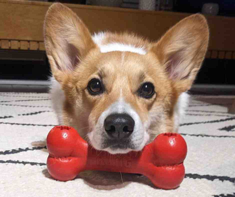 PetRehomingNet's tweet photo. 🐾 Adorable Corgi for Adoption – Vancouver, BC!

Meet Choji, a hilarious, big-hearted 5-year-old Pembroke Welsh Corgi who loves hikes, car rides, and getting attention.  
https://t.co/84nmRkV9c4
#CorgiForAdoption #VancouverDogs #AdoptDontShop #RescueCorgi #CorgiLove #AdoptBC https://t.co/q1h4Ss8sCT