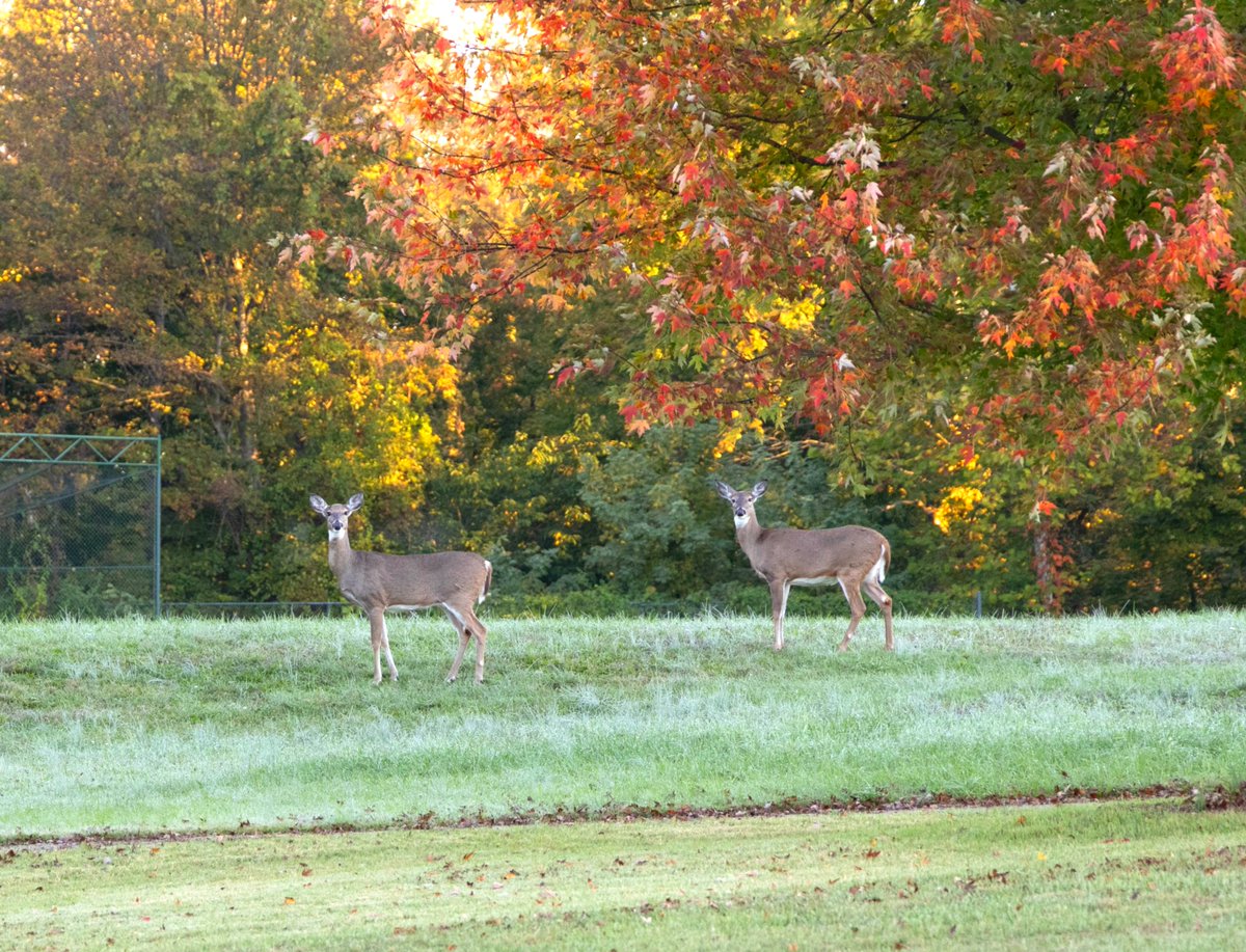 We welcome visitors of all kinds to campus! 🦌

Schedule your visit today at ohio.edu/chillicothe/ad…