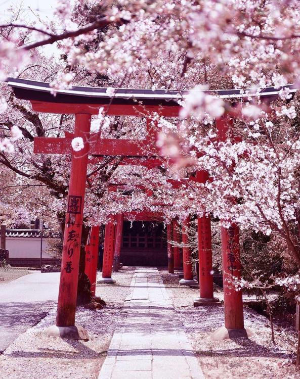 DirectionCony's tweet image. 声がまずい 🏵️