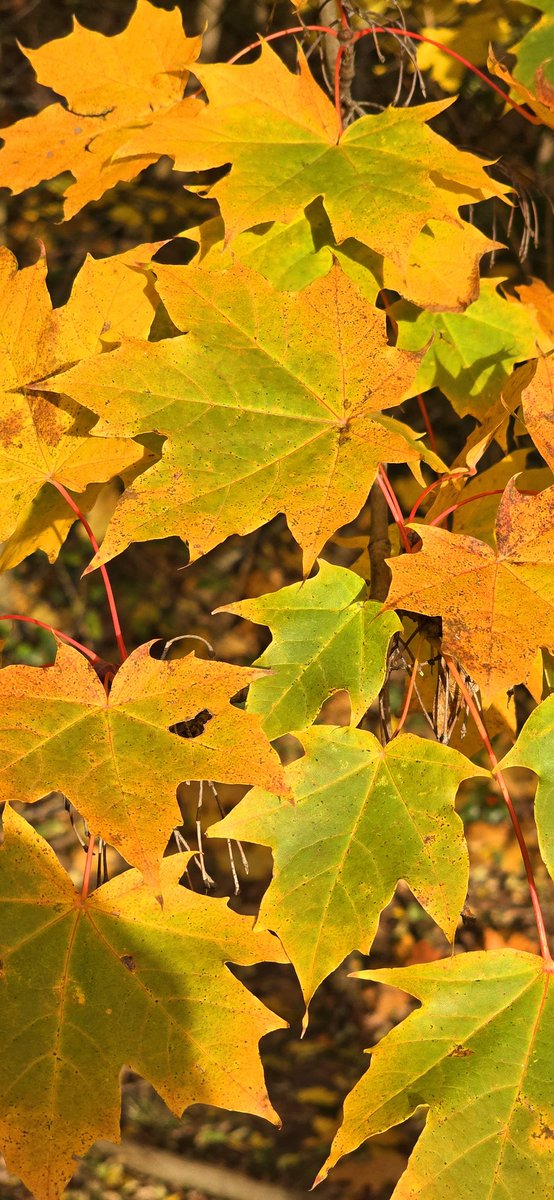 Share your photos of leaves! 🍂