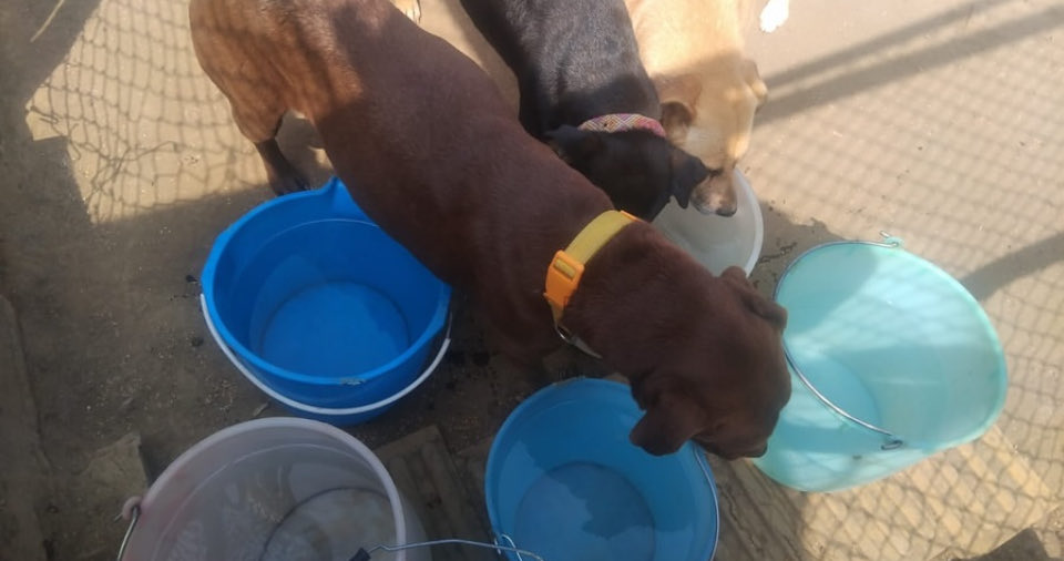 RefugiOceaniCAN's tweet photo. 🛟 🆘 🛟🆘
Amig@s alguno de ustedes quisiera apadrinarnos una pipa de agua por favor? Cuesta 1500 y consumimos mucha diario, pues tomamos agua, hacemos sopa, nos bañamos, lavamos platos, nuestros espacios y hasta nos refrescamos 😅🐶
Porfa ayúdennos. 
Les agradecemos infinito su apoyo.
🙏🏼🐾🐾
BBVA: 2973843610
Clabe 012180029738436107
tarjeta 4152 3142 3557 3543
(depósitos en oxxo)
O
Azteca 
5512 3823 1364 0437 
clabe
127180013445630838 
O
Banorte
Cta 1325214873
Clabe 072180013252156100
Tarjeta 5264 2468 3020 4607
a nombre de Areli
https://t.co/1pRdLdajHz: https://t.co/CmmanDp8o8
millones de gracias y bendiciones!!!
Todo suma🙏🏼💜🐾🐾