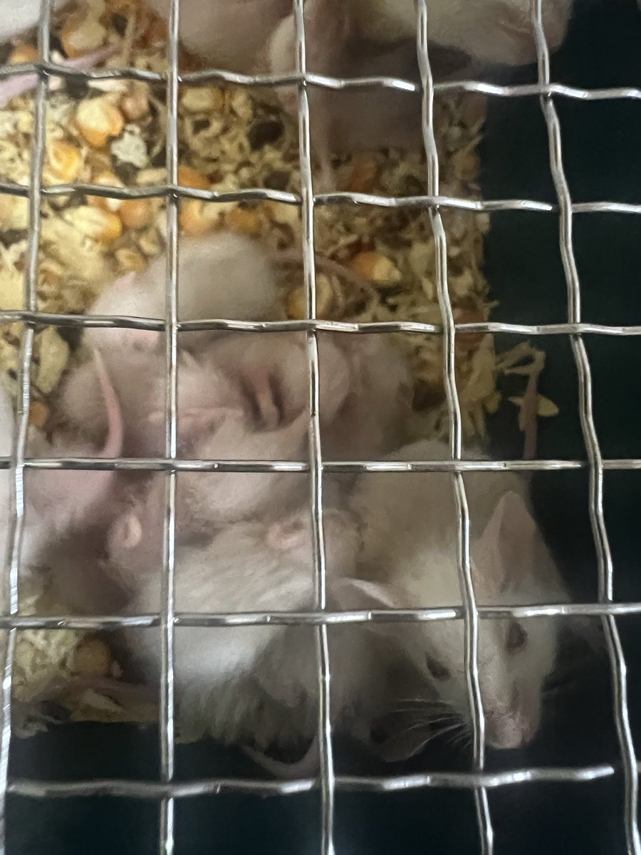 またヤワゲ爆産してる🐀