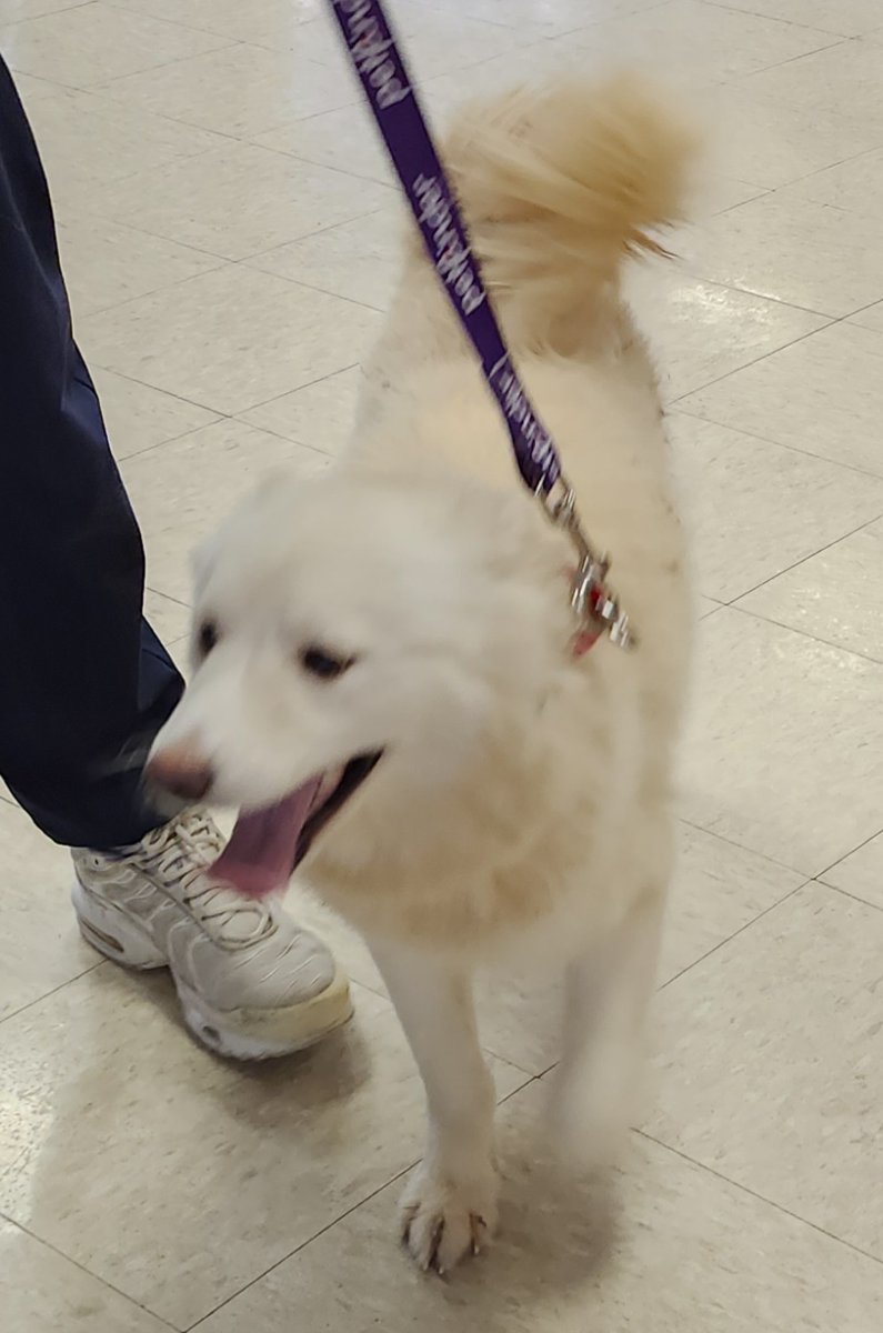eskiedog1's tweet photo. Meet Blizzard! This beautiful girl was found as a stray, but we got her all cleaned up and she's ready for her new home. ❤️ Blizzard is about a year old and 26 pounds. For more information, please call us: (314) 647-1112.

#adoptdontshop #AERSTL #eskie #reskie #americaneskimodog https://t.co/M7NwxP0Dgf
