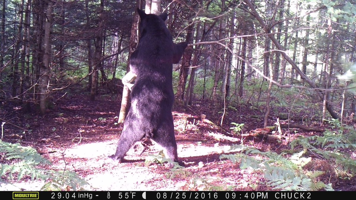 4grouse's tweet photo. @Riflemanscreed2 https://t.co/vODAJFVF3U