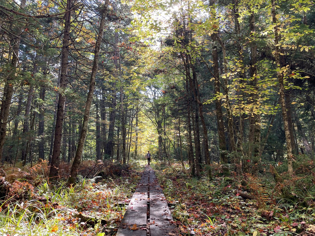 😄 This made me happy this week.  This beautiful corridor to hike Ampersand Mountain in the Adirondacks of New York state.  I love hiking and to be among the tall trees losing their leaves in Fall has been a new treat for me.  
What made you happy?