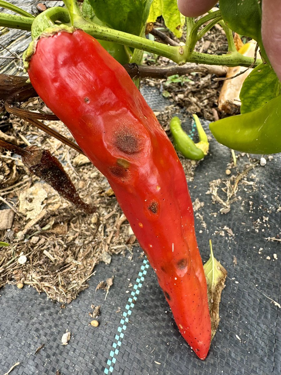 Ed Sikora tweet media