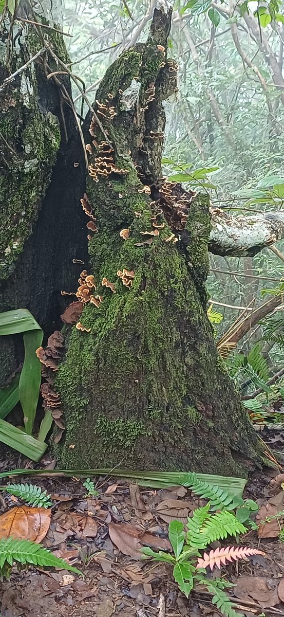 Curiosidad en Cerro El Gallinero,  Chalatenango, El Salvador