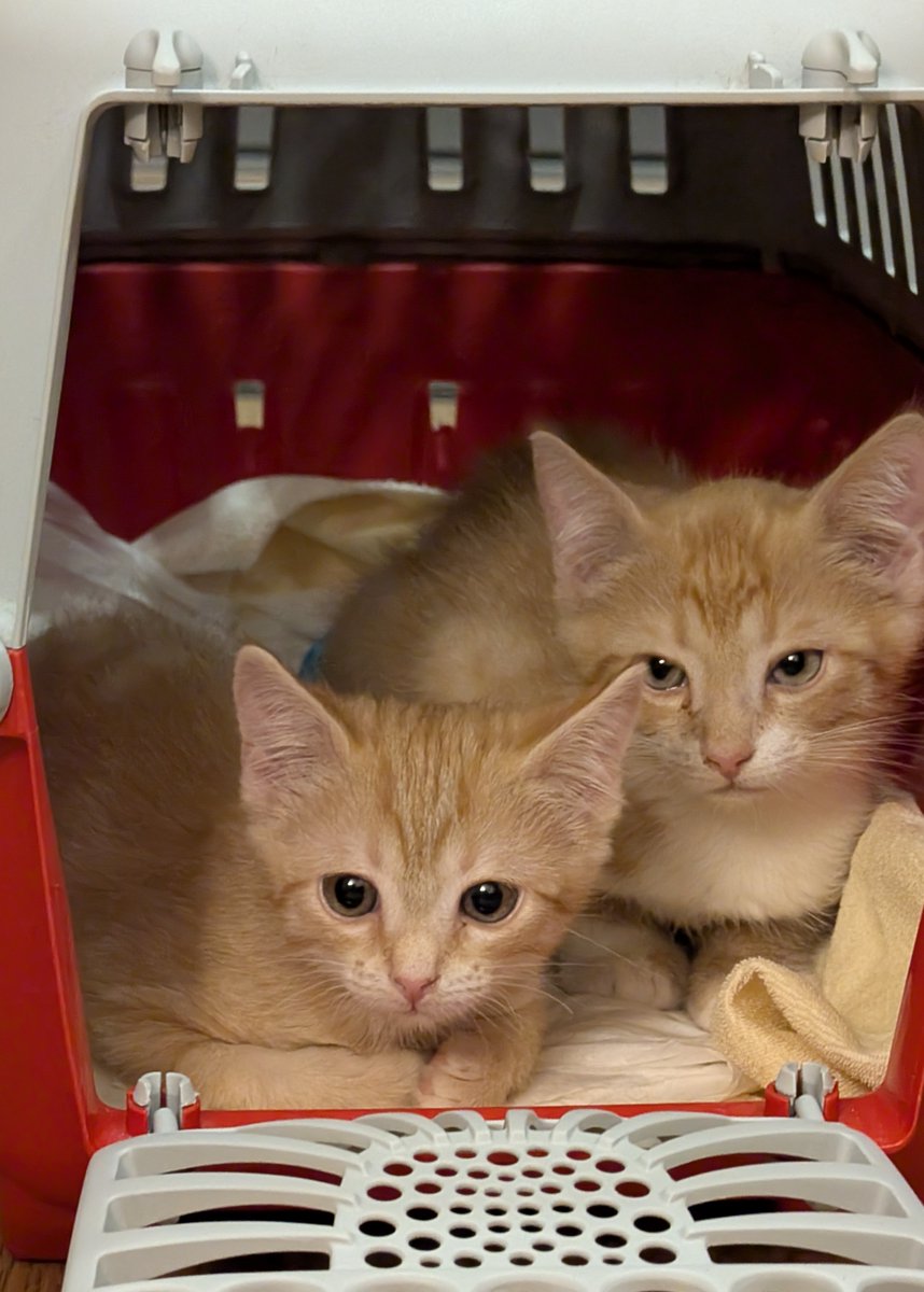 Ну привет, добро пожаловать в семью 🥹