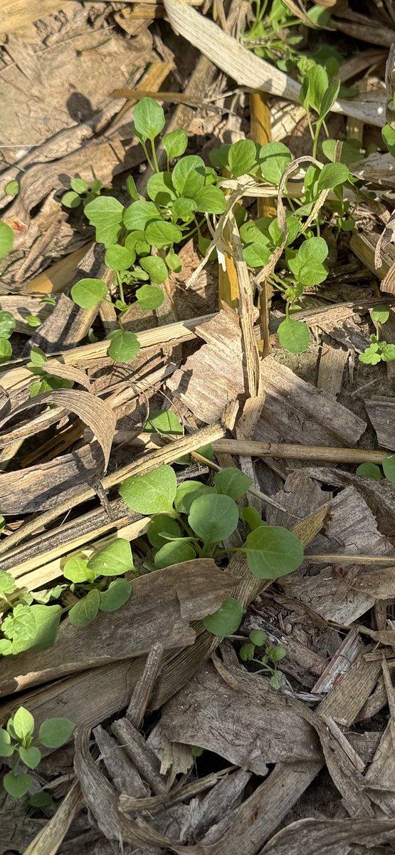 JShips's tweet image. The early stages in central Illinois. CoverCress is emerging and growing. @CoverCress #biofuels #SAF