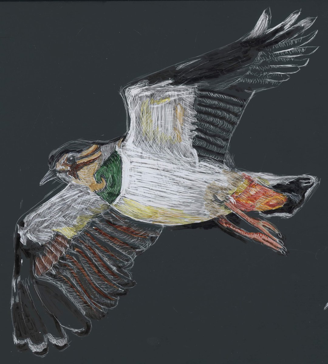 sugarplum02's tweet photo. @BBCTheOneShow Really enjoyed watching Painting Birds with Jim @JamesMoir10 and Nancy Moir. Hope Jim likes my bird artwork. I love taking photos of the birds at different nature reserves and then designing them into my artwork.

Jade Baker https://t.co/rdvGHqlc6X