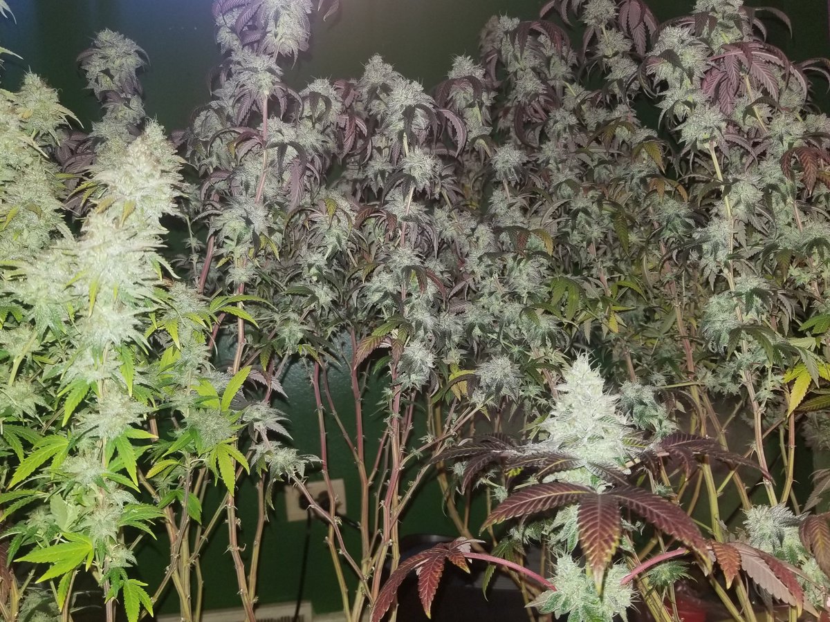 cannatastic's tweet image. The world would be a better place if everyone chilled out with some cannabis once in a while. #dank #kush