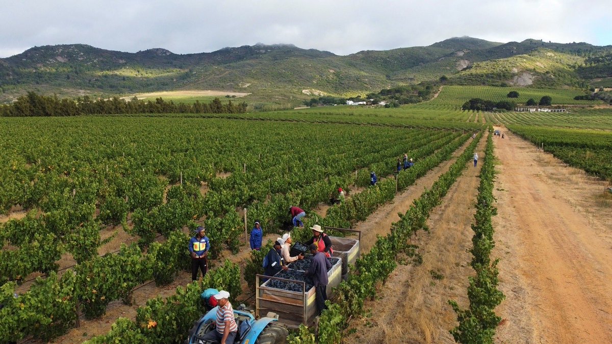 Fino a domenica: #Masterclass completa sui vini del Sudafrica:
-Introduzione completa al vino sudafricano
-Intervista esclusiva a Chiara Fabietti, direttrice di Ayama Wines
-3 vini premium, con degustazione guidata

🔗sommelierwinebox.com/products/maste…

#WineLovers #VinoSudafricano