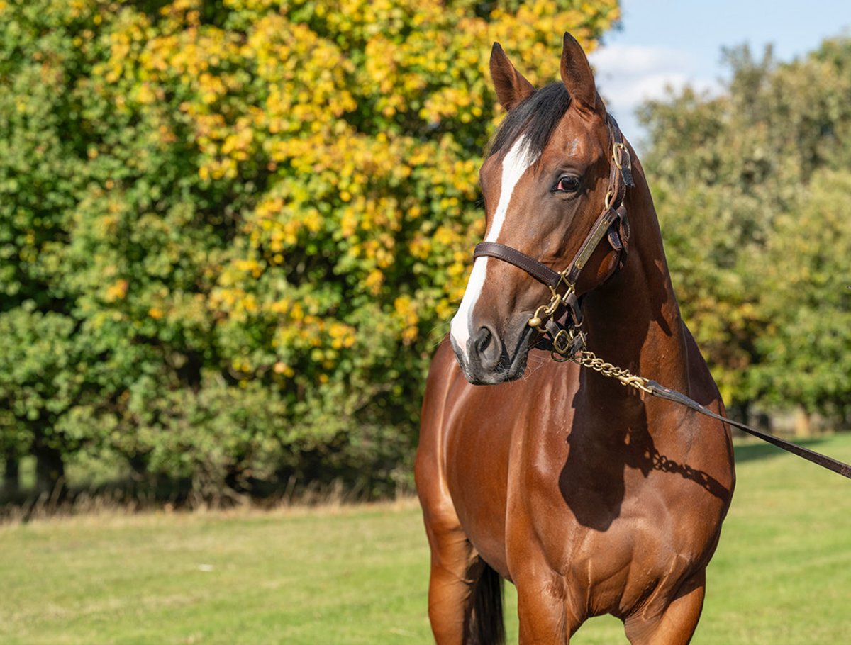 ODRIA Horses tweet media