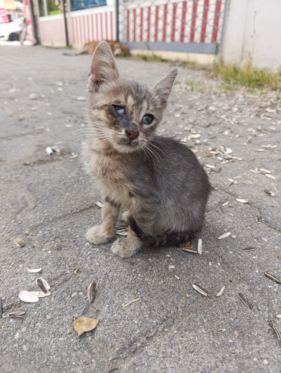 fip tedavisi için destek lütfen aşağıdaki ilanı paylaşabilir misiniz