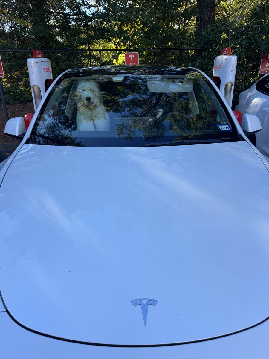 cusfragoso's tweet image. Supercharging 🐶😎