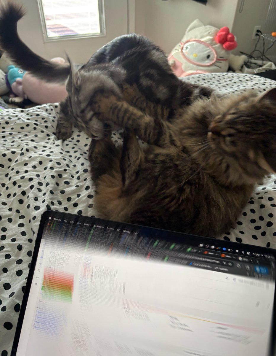 working while my cats try to kill each other