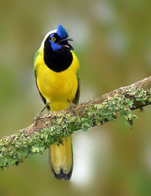 🐦 Siempre me sorprende el Carriquí <Cyanocorax yncas> y me alegra el día... llega haciendo sus sonidos particulares, moviéndose entre las ramas con cierta curiosidad!

👣 Caminar en la naturaleza sana, emociona, genera paz interior! Vengan a Jardín, Antioquia y sientanlo...