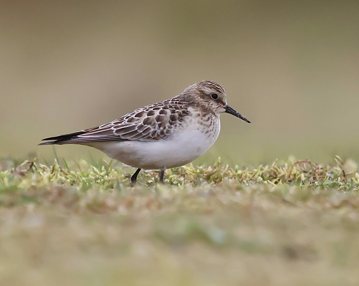 Steve Sanderson (@stevesando1) on Twitter photo Baird’s sandpiper this morning. 
Colliford reservoir, Bodmin moor.
#Cornwall #birdphotography #birding #birds #NaturePhotography #NatureLovers #wildlifephotography Baird’s sandpiper this morning. 
Colliford reservoir, Bodmin moor.
#Cornwall #birdphotography #birding #birds #NaturePhotography #NatureLovers #wildlifephotography