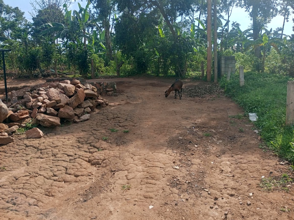 shukranproperty's tweet photo. Residential PLOT For Sale on Entebbe Road
50ft by 100ftb~ #13Decimals
Located at Seguku Katale
Selling Price at #75m Ugx ( Last)
0706592177 https://t.co/SiSzcpivVJ