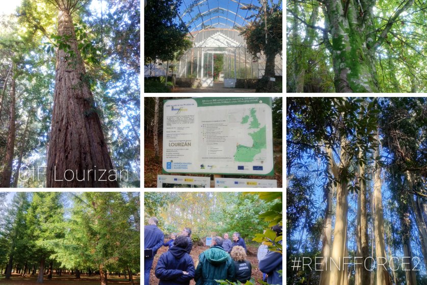 AHwoodtrees tweet media