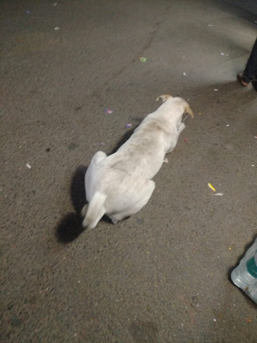 YashInnerCosmos's tweet image. Met this cutie 🥰 in delhi today at 5:00AM #dogsofdelhi