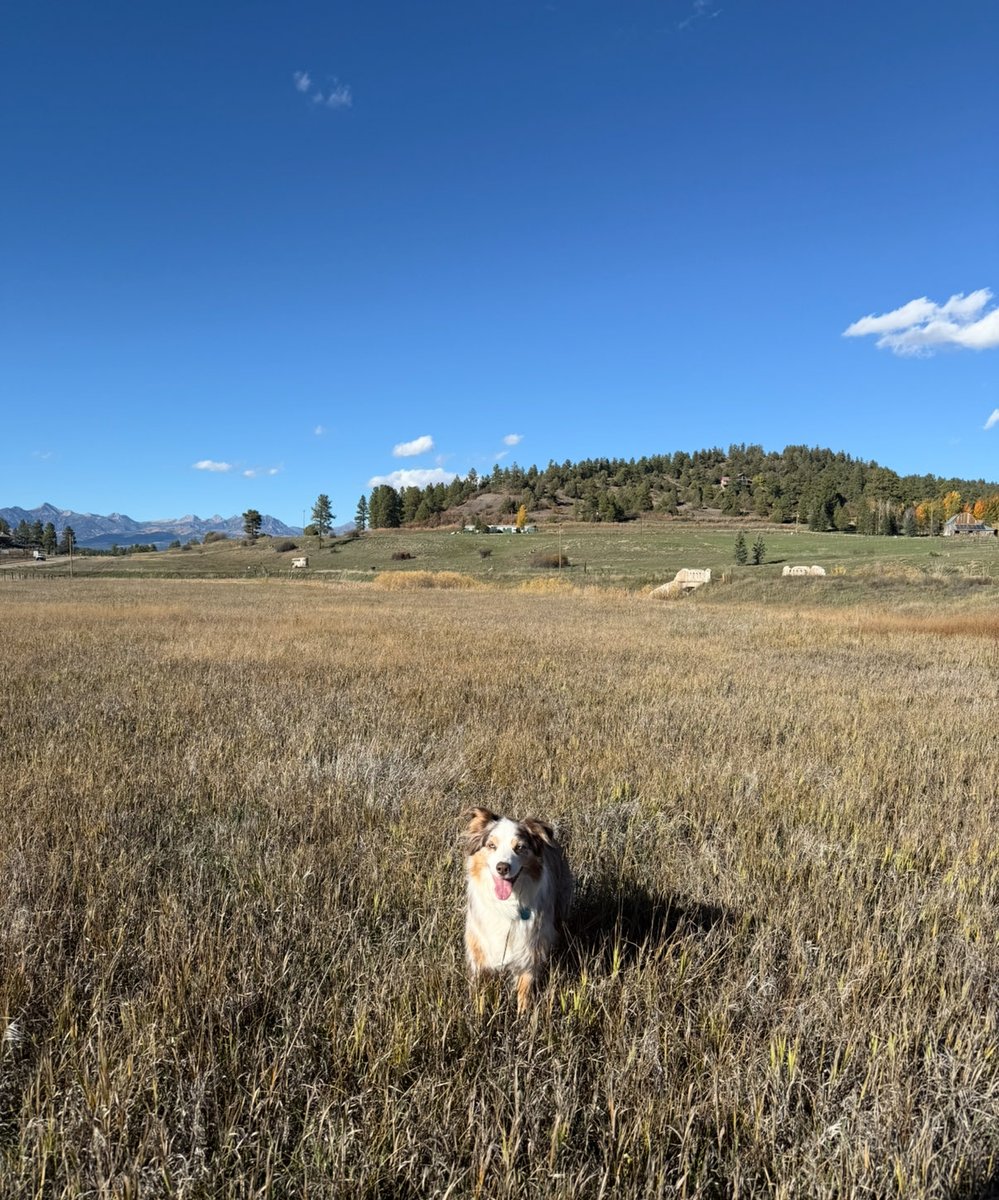 MapleStax Trades tweet media