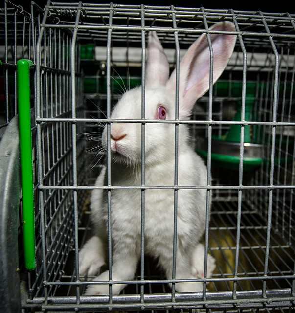 Lewis_Bollard's tweet photo. A big new threat to animals and all of us who care about them: the EU may be about to break its promise to end cages for Europe's 200 million+ caged pigs, rabbits, and hens. This must be stopped. Here's the background:

In 2021, the @EU_Commission promised to ban all cages and crates in response to a petition by 1.4M Europeans. It then asked its official scientific veterinary advisors, who agreed the cages are inhumane. And it surveyed Europeans, >85% of who backed the move.

Then the factory farm lobby got to work. In 2023, they got the Commission to delay its promised cage ban because it needed more time for "consultation." The Commission then spent 2 years consulting with industry. At the end, it reiterated its promise to ban the cages.

Over the last two years, the EU's Animal Welfare Commissioner @OliverVarhelyi has repeatedly promised that the Commission will propose a cage ban in 2026, next year. Even as he's refused to meet with more than one animal welfare group (he's met with dozens of industry groups), he's insisted that advocates have nothing to worry about -- his word can be trusted. Just a few weeks ago, the Commission opened a public consultation -- still open -- on how to ban the cages.

Then, this week, Euractiv obtained a leak of the EU Commission's work plan of all its planned work for next year. It doesn't contain the promised cage ban at all. The rumor is that this was a last-minute deletion pushed by Varhelyi himself -- the Commissioner who's meant to be safeguarding animal welfare.

If true, this is a shocking betrayal of Europe's animals -- and the >85% of Europeans who want better for them. The only reason to scrap this proposal is because  animal ag lobbyists don't like it. And if it's true that Varhelyi is leading this, then only his bosses -- @RoxanaMinzatu and @vonderleyen can stop this. 

This is an all-hands on deck moment for European advocates. Contact your MEPs, your ministers of agriculture, and the Commission itself. Animals get betrayed like this because they can't lobby for themselves. We need to be their advocates.