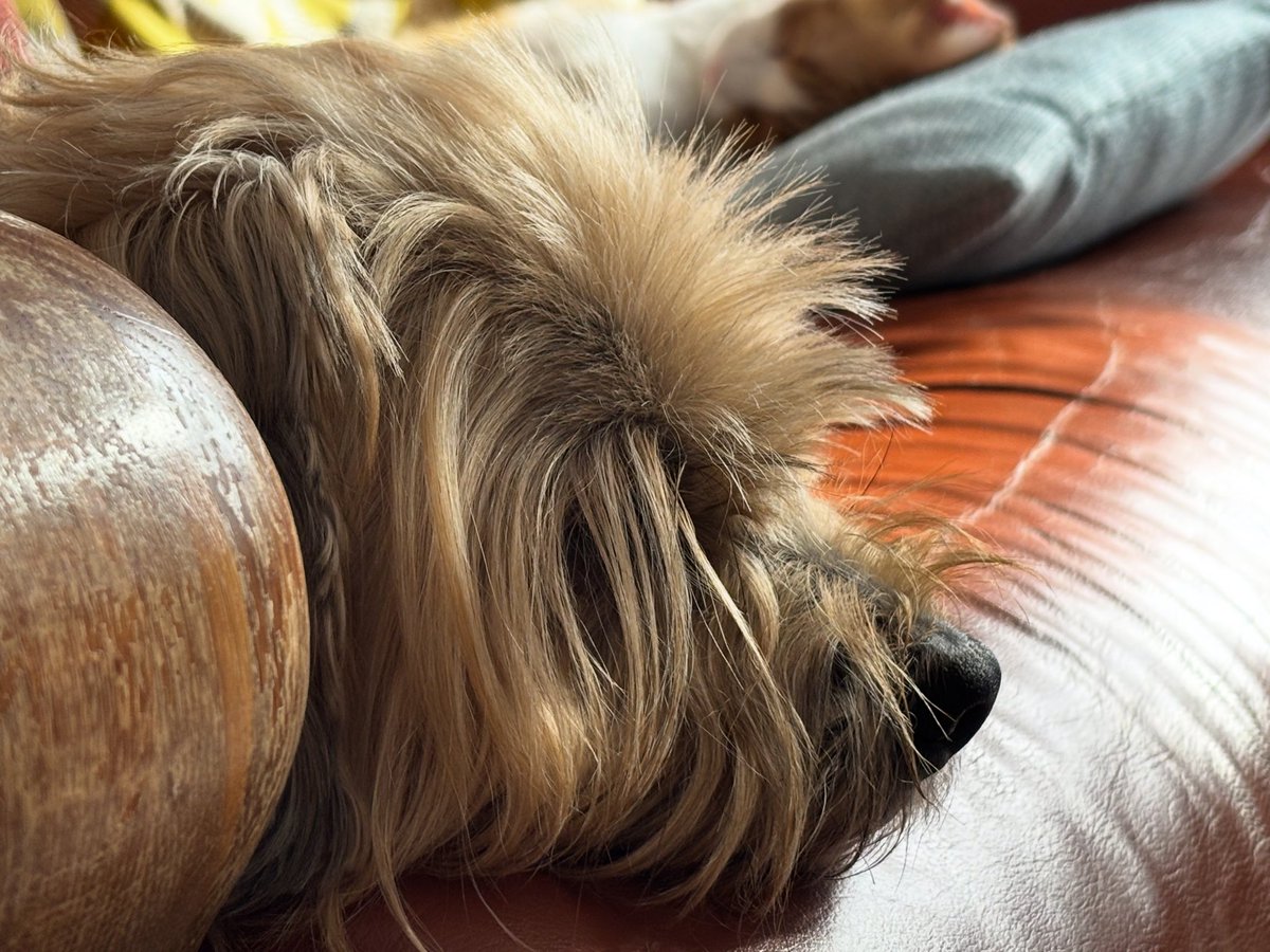 Long time no see. Work has been💥Socials have taken a hit 🙃Here’s a quick post:

Hey Siri, show me what ‘sulking’ looks like 😂😂 
He’s sulking because I’ve been out all day and I want a cup of tea before I take him for a walk  👀 #dogsofX #dogs