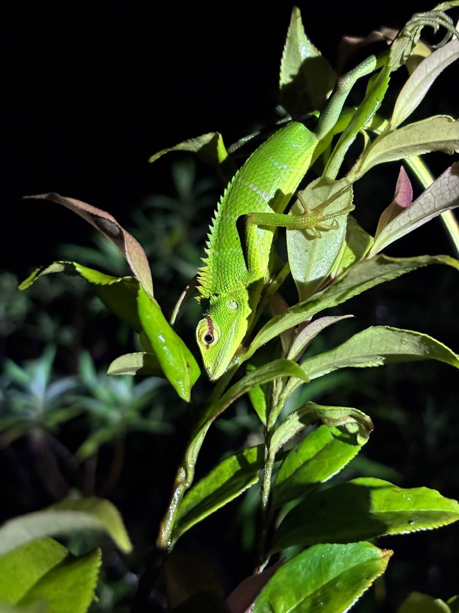 From #beachyoga and #fishtherapy at Heritance Ahungalla, to #rainforest adventures in <a href="/sinharajaforest/">Sinharaja  Forest</a> . Pure bliss..<a href="/sltda_srilanka/">Sri Lanka Tourism Development Authority</a> <a href="/HeritanceHotels/">HeritanceHotelsandResorts</a> <a href="/AitkenHotels/">Aitken Spence Hotels</a> <a href="/OMOTG/">Our Man On The Ground Travel and Lifestyle</a> @travwriters