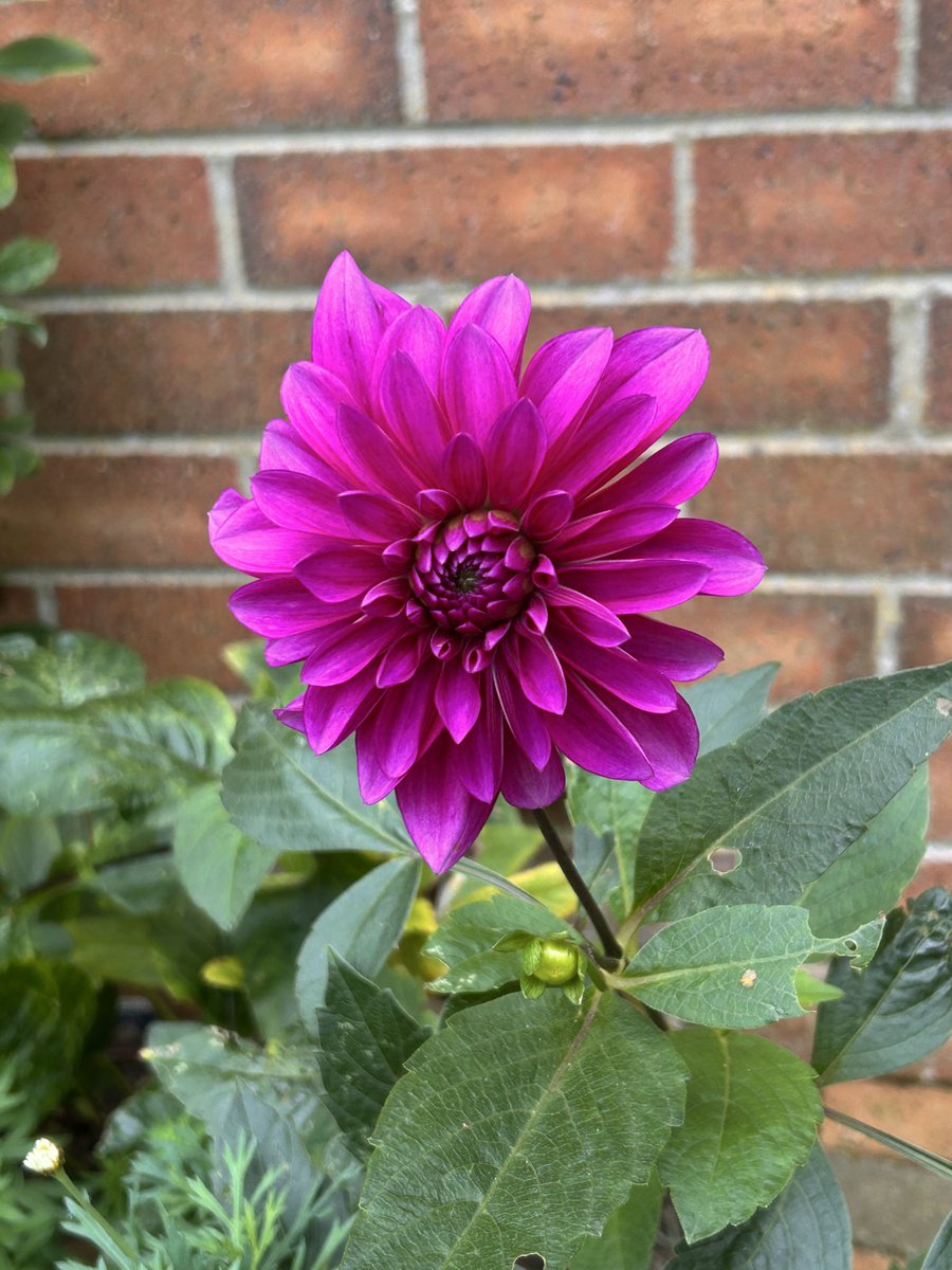 Sally-Anne Ingham tweet media