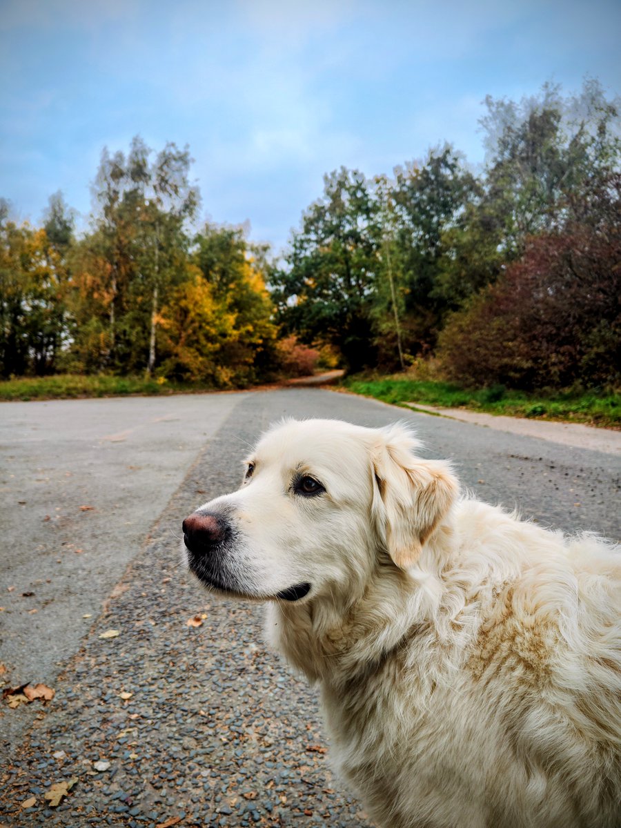 Afternoon, dearest pals 👋 Ernie's popping in to wish you a weekend full of the joys of autumn 🍁🍂 💞💞🤗
#goldenretrievers #autumn #weekending