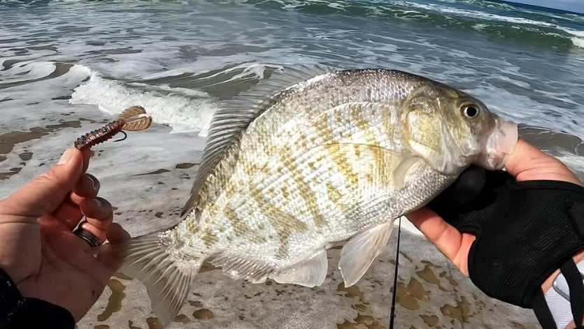 OkumaFishingUSA's tweet image. Surf’s up and the bite is on in Southern California! 

Learn how to read the beach, pick the right gear, and target each species like a pro all in our latest blog: okumafishingusa.com/blogs/news/sur…

#OkumaFishing #SurfFishing #RisingWithEveryChallenge