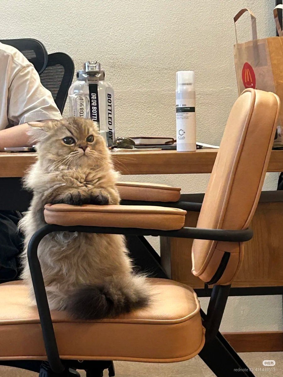 ShouldHaveCat's tweet image. so polite