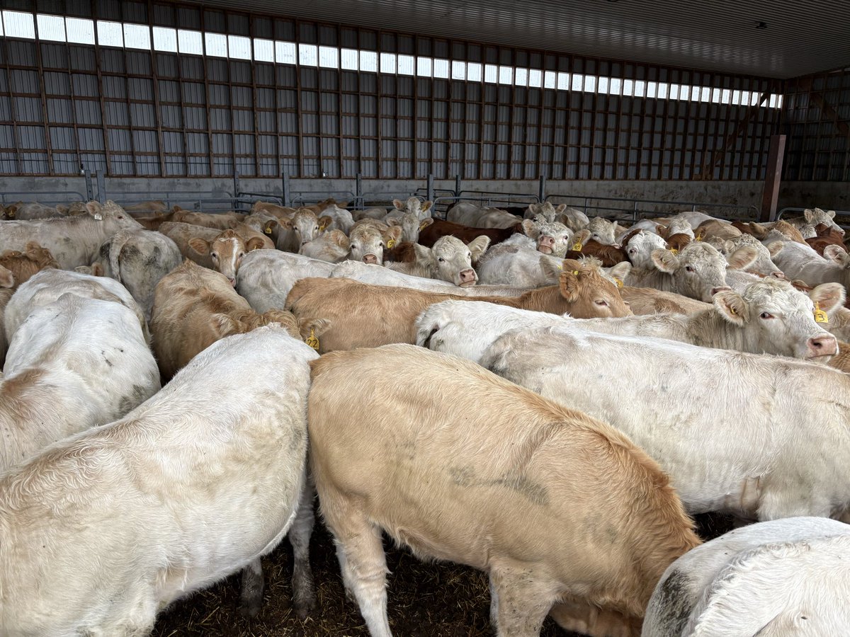 Ab Carroll tweet media