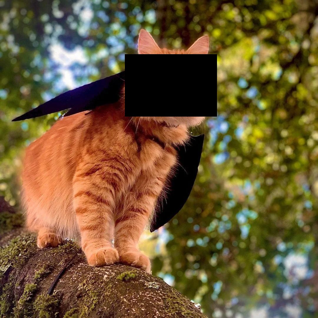 HypeDrop tweet media