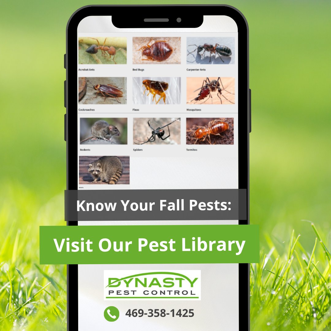 DynastyPest's tweet image. Our Pest Library makes it easy and available for you to identify common fall intruders, understand the risks, and take smart action. Use it as your go-to resource before calling in the pros.

👉 Explore the Pest Library today. dynastypest.com/pest-library/ 

#pestcontrolservices