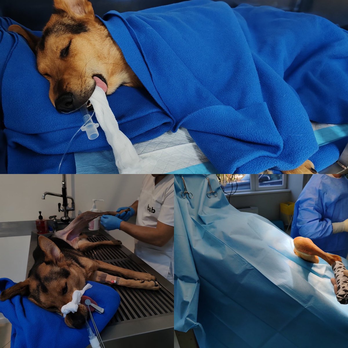 GillyMeeky's tweet photo. Sharing my vet bill fundraiser for Miley here. If anyone is needing a fantastic new coffee maker, brand new and in the box then this is for you ❤️❤️ This boy will be the most expensive dog I've saved. This is for his second operation that he's just had. Every £5 donated gets 1 entry. ❤️❤️ https://t.co/wx2KtUNokG please choose the friends and family option or it will take a fee from what you send 🙏