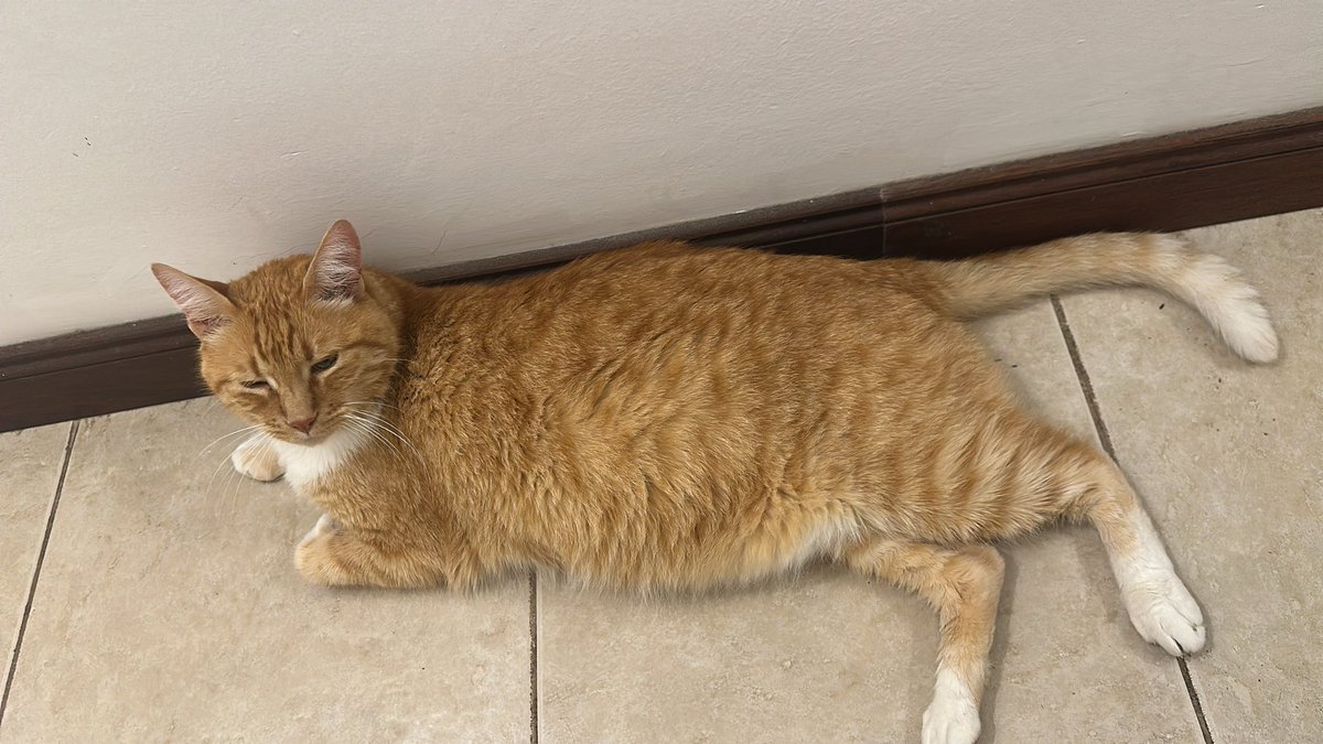 No tengo un gato, tengo una foca bebé de 8.6kg