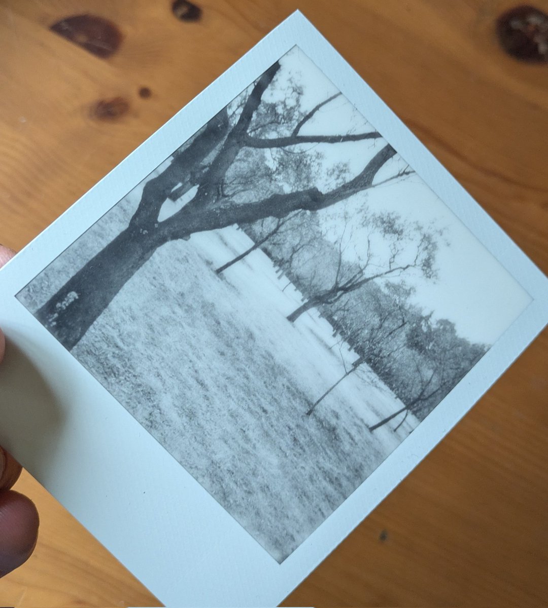 Cutebot___'s tweet image. Le hice una fotito a los almendros #Polaroid