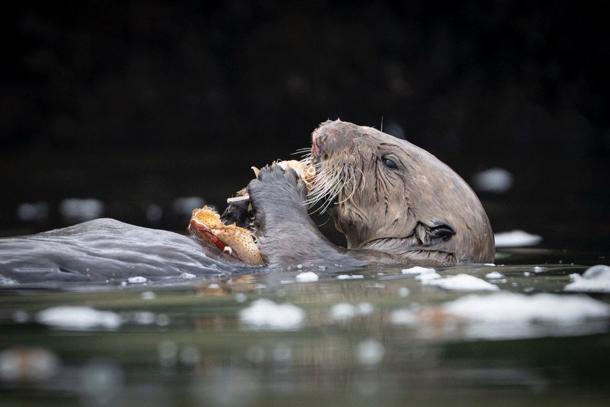 Bryant ₳ustin (@bryant_austin_) on Twitter photo All my big plans to photograph whales underwater are on hold while we wait for the crypto space to mature. I’m now working with sea otters almost daily for my next book. The ocean heals. #seaotters All my big plans to photograph whales underwater are on hold while we wait for the crypto space to mature. I’m now working with sea otters almost daily for my next book. The ocean heals. #seaotters