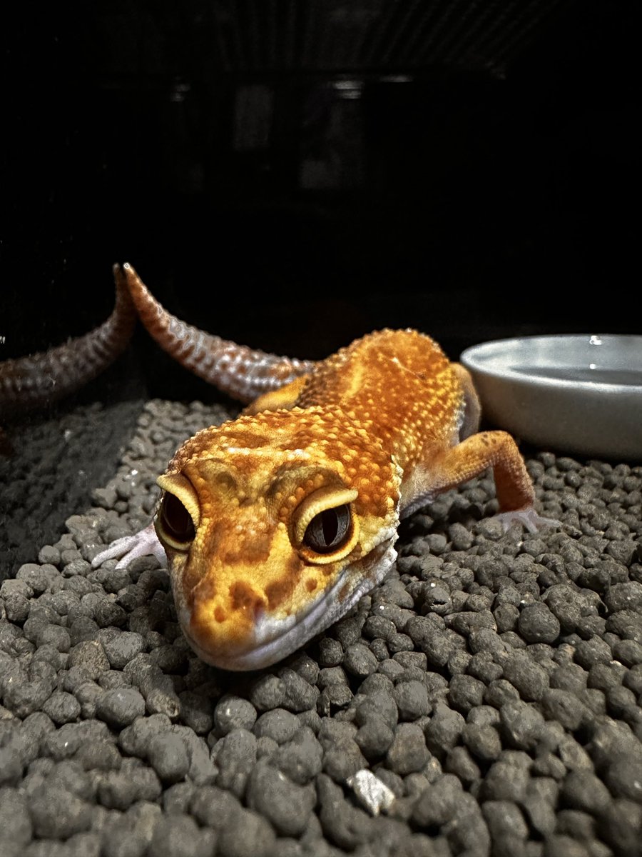 生き物ってさ、愛でる楽しさはもちろんあると思うけど本質は観察だと思う
とりあえず可愛い←