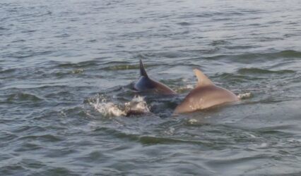 Welp... It's been a good dolphin season!  We bid them farewell until next March... DolphinsInPortA.com 🐬