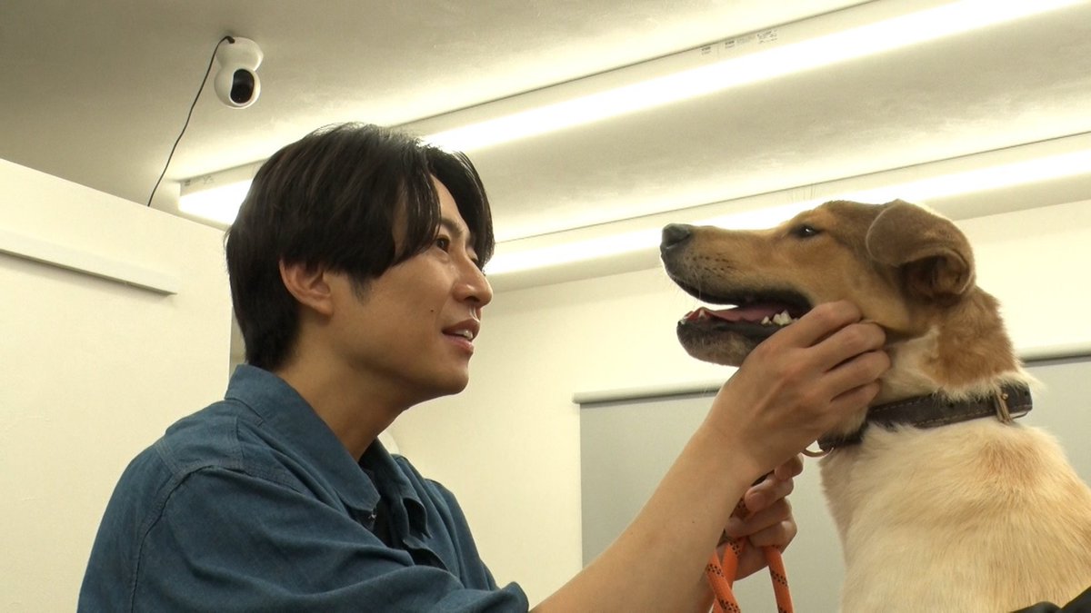 警戒心が強い
甲斐犬＆元野犬を相葉トリミング🐶✂️

15年前から保護犬と暮らす
超犬LOVEな上川隆也さんを
パートナーに迎え

初トリミングがいい思い出になるように
ワンちゃんたちと真摯に向き合います💚

上川さんのマジメっぷりにも注目!?

#嗚呼みんなの動物園 は
このあとよる7時✨️

#相葉雅紀
